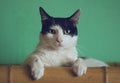 Hooded Cat Litter Box