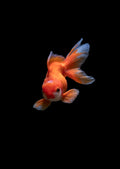 TetraBits Complete Tropical Fish Granules 100ml