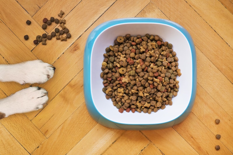 Royal Canin Dry Dog Food